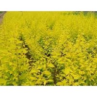 金叶榆，定州金叶榆