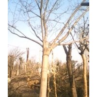 大型合欢树基地合欢树价格8公分合欢树价格