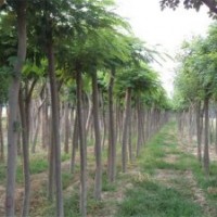 山东合欢树价格走势山东18公分合欢树价格更新