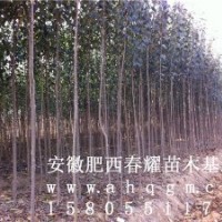 安徽肥西2-3-4-5公分大叶女贞价格