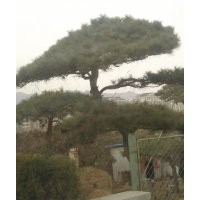 北京哪里有油松 2米高油松价格 景观油松