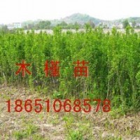 木槿供应、沭阳木槿种植、沭阳木槿专卖、沭阳卖木槿、沭阳哪家木