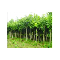 山东白蜡价格行情,山东冠县毛白杨价格行情,毛白杨小苗价格