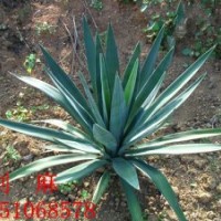 丝兰、凤尾兰、剑麻、南天竹、夹竹桃、杜鹃、月季、蔷薇