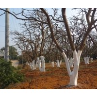 大量供应香泡移栽苗