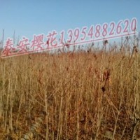 优质泰安樱花价格