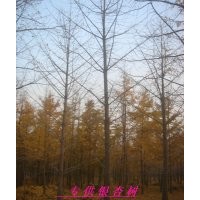 供应山东银杏树