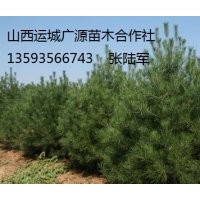 1-1.5米白皮松出售、大量白皮松低价优惠供应