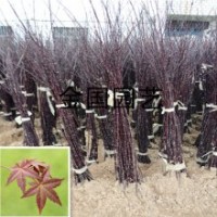 江苏红枫苗价格嫁接中国红红枫小苗1米高红枫苗