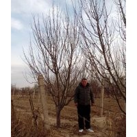 金玉苗木长期供应京红海棠树