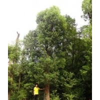 大量供应湖南香樟树，香樟树，湖南多杆香樟树