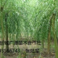 柳树出售、1-15公分垂柳、张和柳价格优惠供应