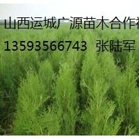 侧柏出售、大量1-1.5米侧柏货源充足、价格优惠