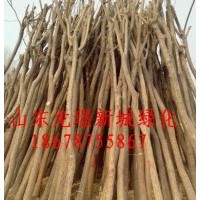 现货国槐 白蜡 待装车裸根国槐