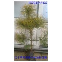 常年低价批发樟子松苗，樟子松营养杯苗，裸根苗