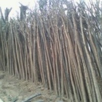 8公分原生国槐价格