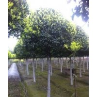 供应成都桂花 成都丹桂苗木 单杆高分枝精修桂花