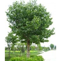 苗圃出售22公分23公分24公分国槐