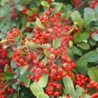 火棘小苗，火棘球，火棘苗，湖南火棘价格，湖南火棘球价格