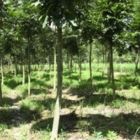 朴树价格|朴树供应|朴树基地