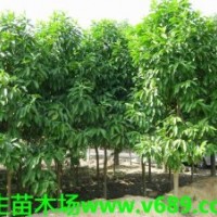 白玉兰 武新花木场，武生花木场，