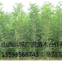 出售白蜡、2、3公分以上低价白蜡优惠供应