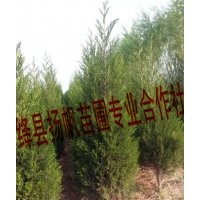 供应1米侧柏、1.5米侧柏、2米侧柏，2.5米侧柏，3米侧柏