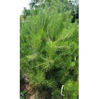 油松营养体大苗销售