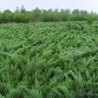 低价处理：保定花灌木；草花；德国景天；鸢尾