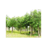 千头椿 千头椿价格 优质千头椿批发/供应