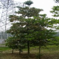 尖叶杜英供应 靓货