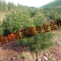 供应30-50公分白皮松，50-80公分白皮松，80-1米白皮松