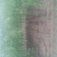 陕西榆林旱柳 樟子松 沙地柏 云杉 油松新疆杨等