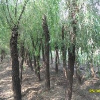 白蜡、法桐、国槐、樱花、紫叶李、栾树、黑松、油松、五角枫、红