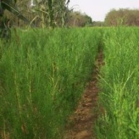 1.5-3米油松_价格￥200.00/棵