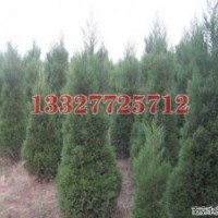 红叶石楠苗木价格，红叶石楠价格