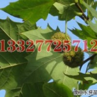 国槐苗木价格，国槐价格