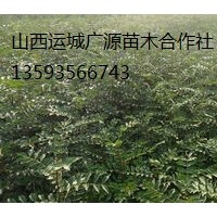 花椒苗出售、2年生花椒苗大量供应