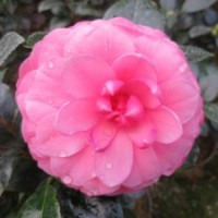 【苍梧幻境】茶花 阳台庭院花卉 鲜花盆栽 绿植园艺