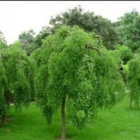 供应：西府海棠，垂丝海棠，龙爪槐等落叶乔木