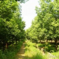 15公分移植香樟移植香泡树