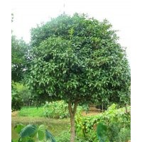 湖南香樟树价格移植香樟树骨架香樟树价格
