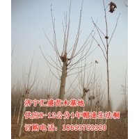 供应2014年山东济宁1年帽法桐10,12公分法桐价格