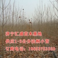 处理山东济宁法桐树苗1米，2米，3米报价