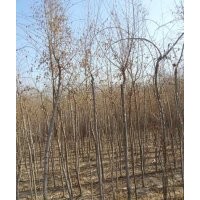 出售垂柳