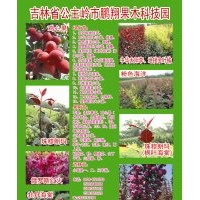 各种海棠苗，金叶榆，果树苗鸡心果，矮化寒富，太阳李，红叶李