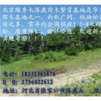 供应山苗油松