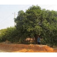 大量供应香泡直生苗