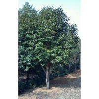 长期大量供应各种规格桂花