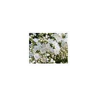 弘祥苗圃沙地柏报价